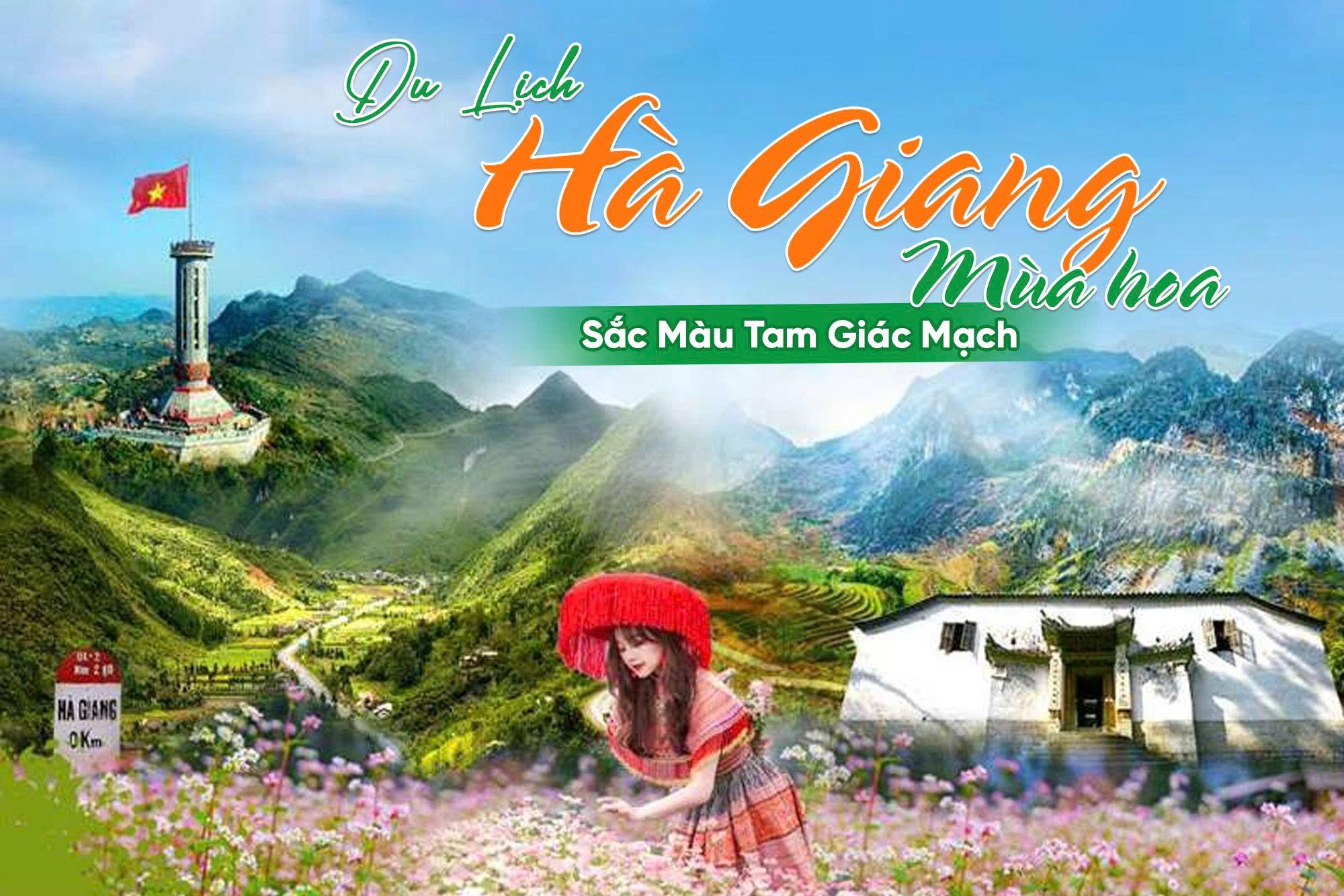 Du Lịch Hà Giang Mùa Hoa: Sắc Màu Tam Giác Mạch