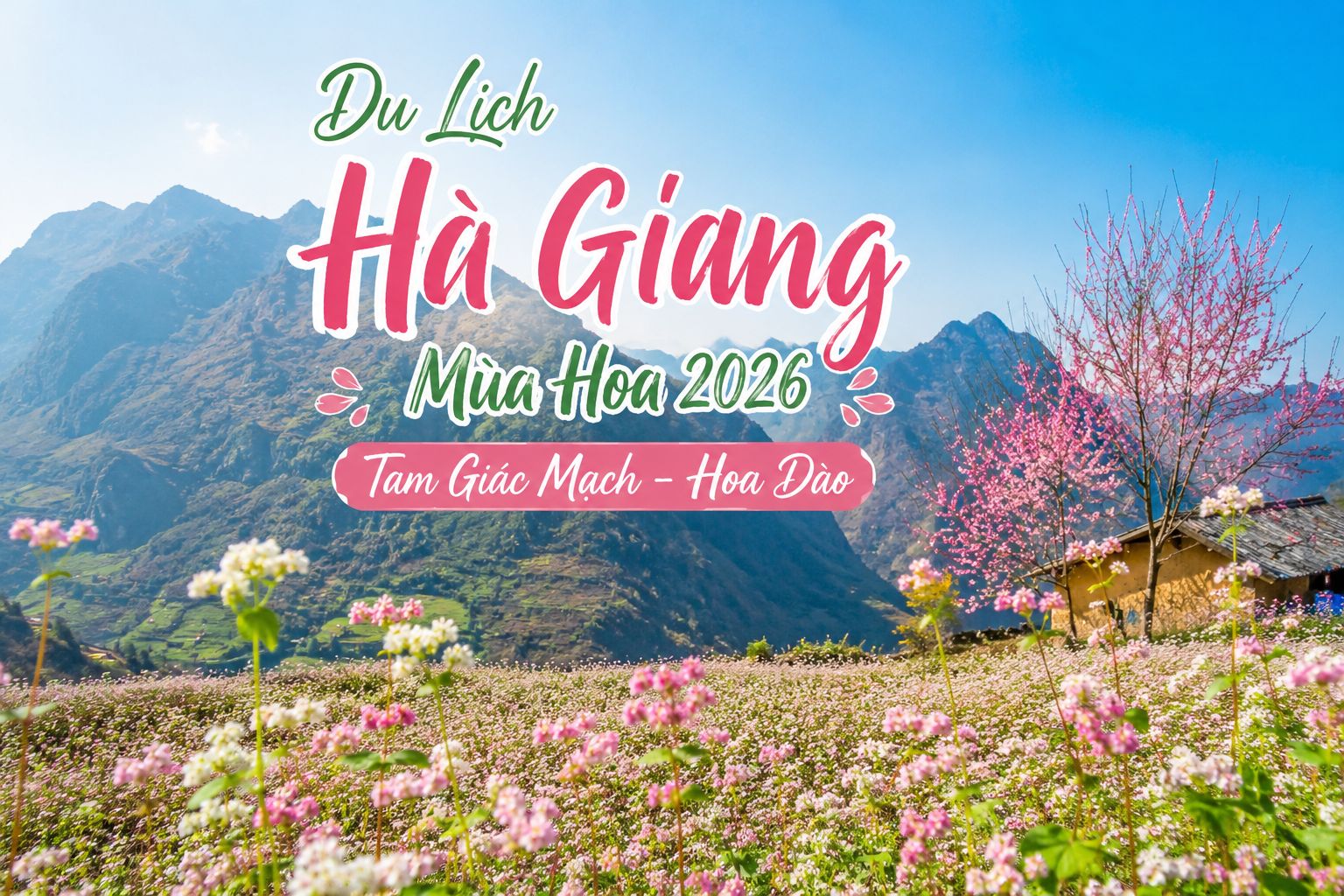 Du Lịch Hà Giang Mùa Hoa 2026  Tam Giác Mạch Tím Rực & Hoa Đào Thơ Mộng