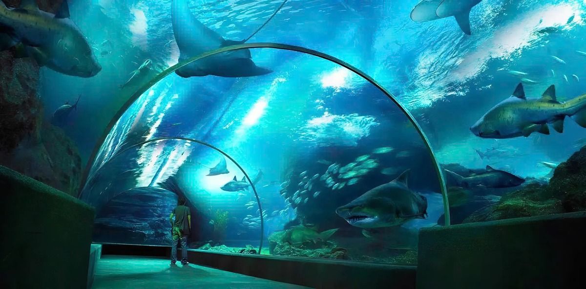 Sea Life Bangkok Ocean World – Hành trình vào lòng đại dương ngay giữa Bangkok