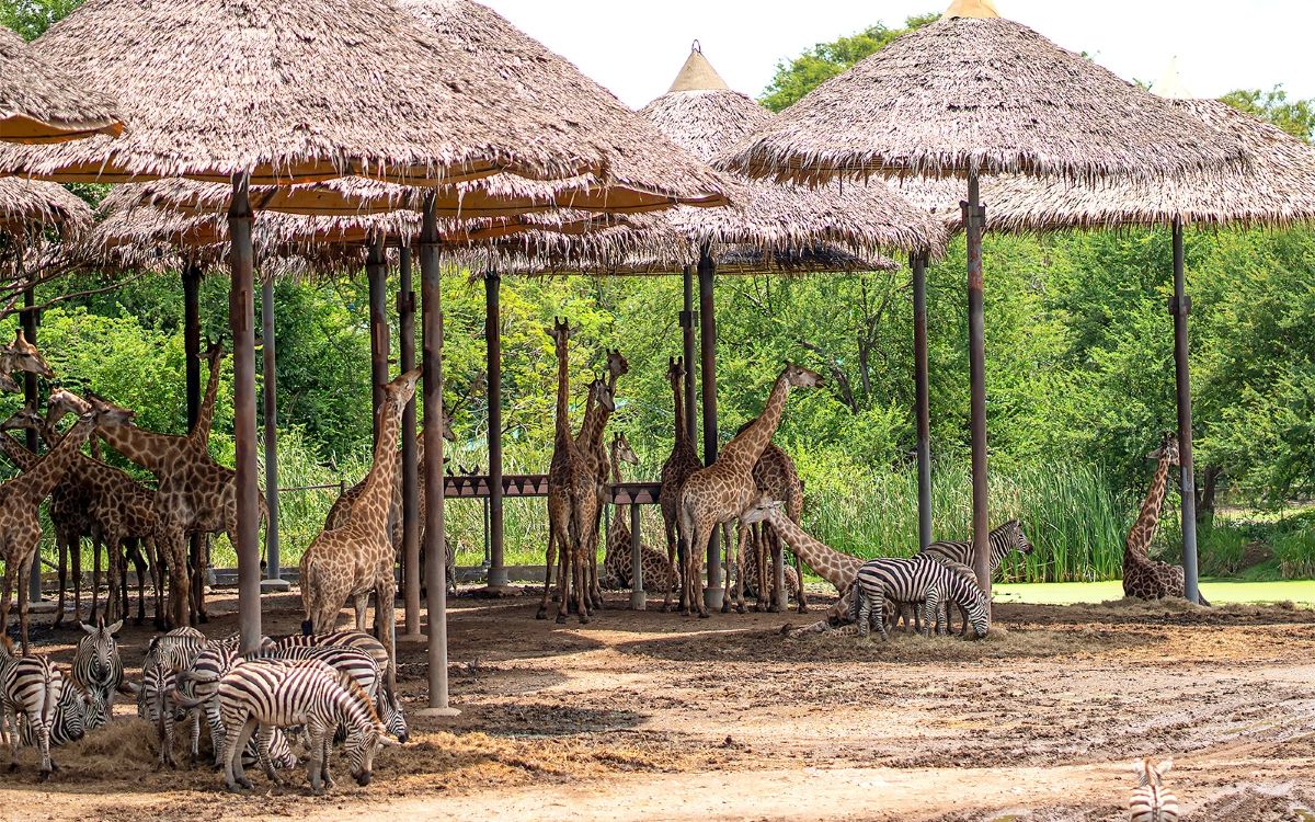 Tổng quan về Safari World