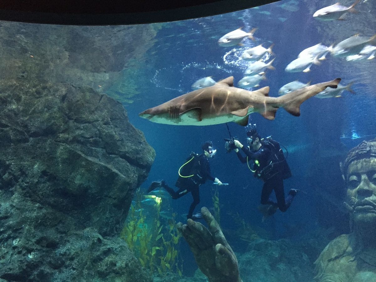 Shark Dive