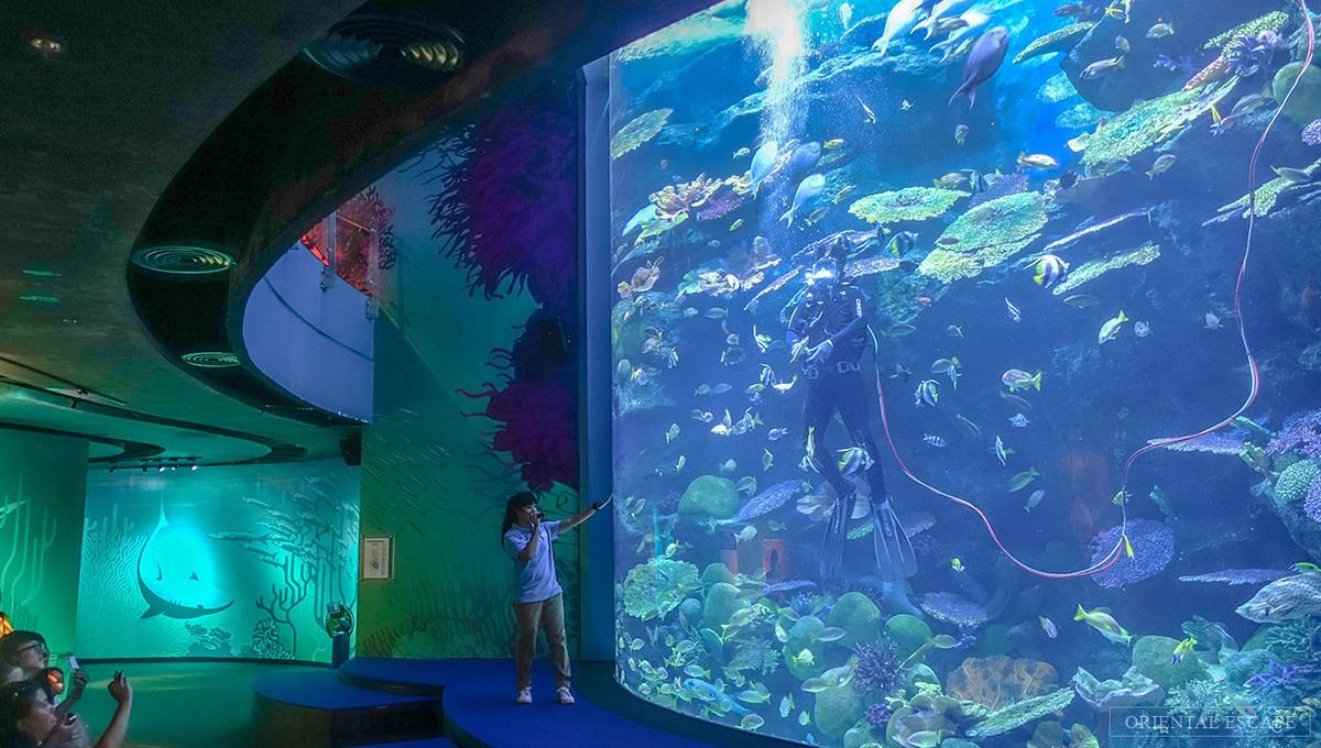 Sea Life Bangkok Ocean World – Hành trình vào lòng đại dương ngay giữa Bangkok