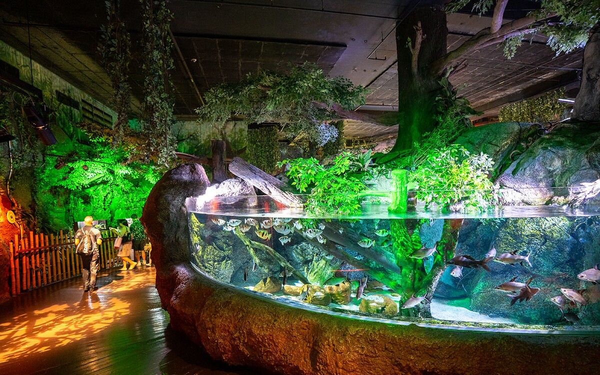 Rainforest Adventure