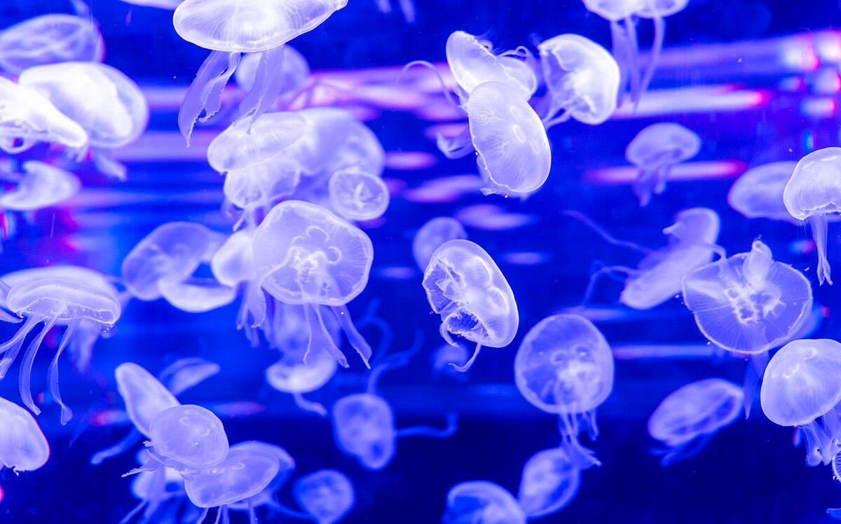 Jellyfish Zone