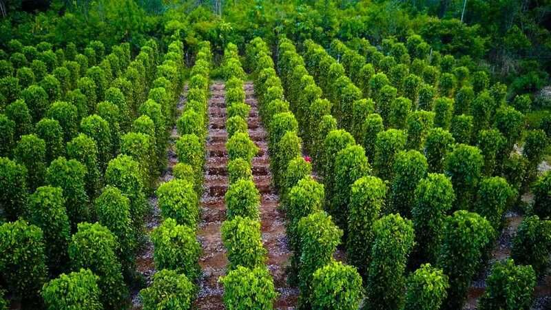 Tham quan vườn tiêu