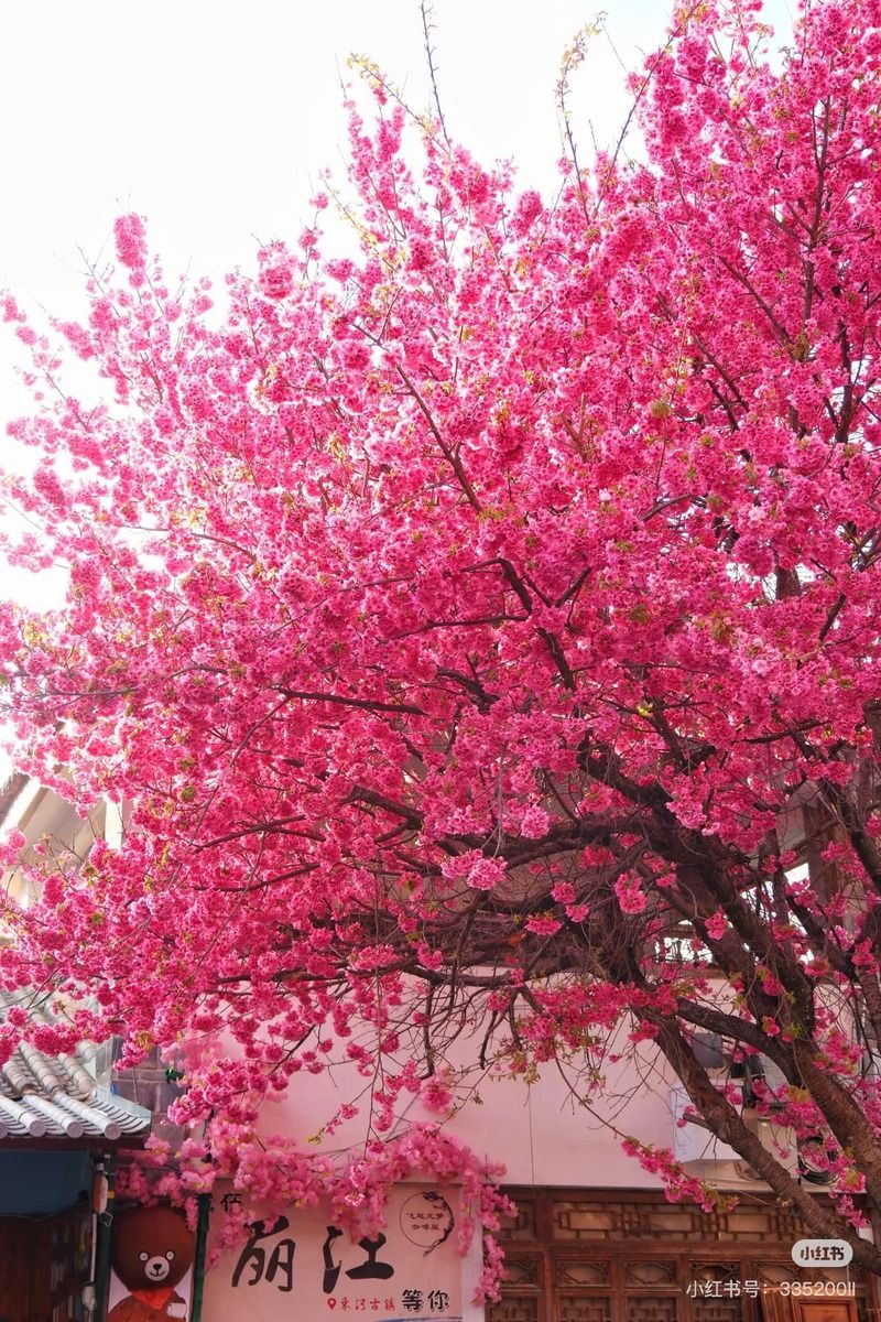 Mùa xuân ở Lệ Giang như thế nào?