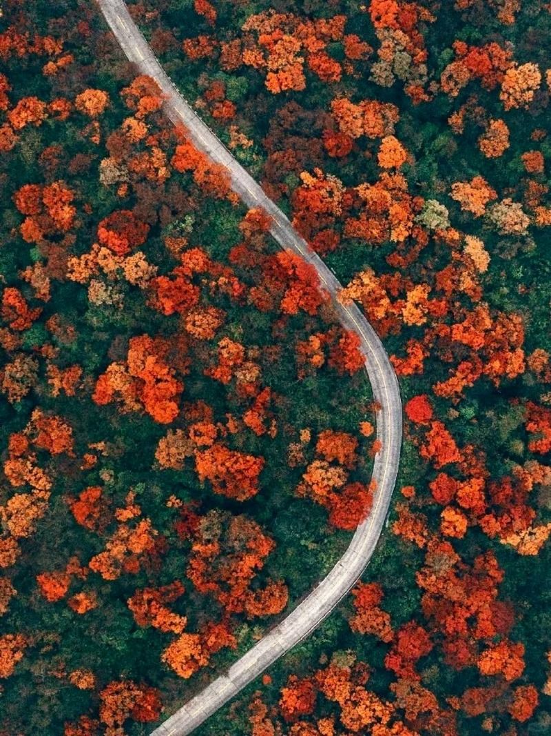 Rừng cây lá đỏ