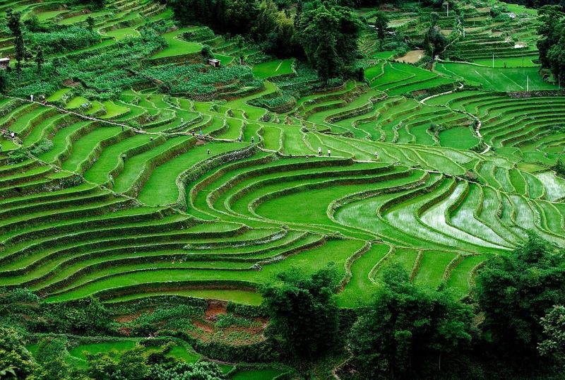Ruộng Bậc Thang Yuanyang