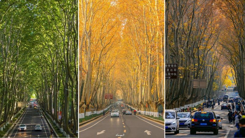 Đại lộ ngô đồng Nam Kinh