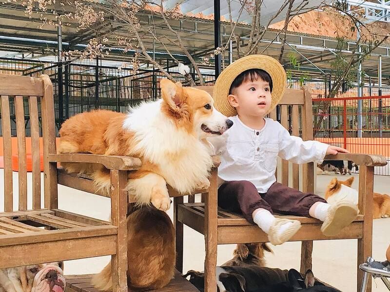 Nông trại cún – Puppy Farm Đà Lạt