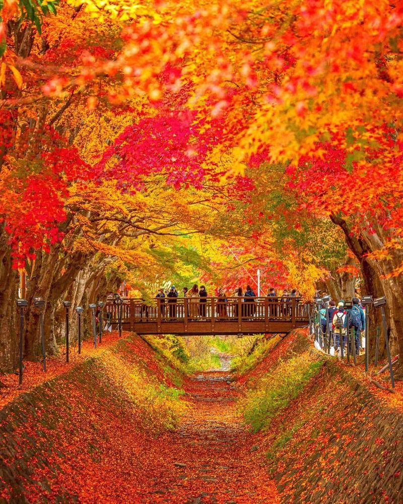 Đường hầm lá phòng Momiji Kairo