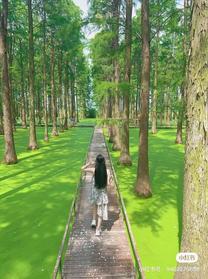 Đầm lầy Thanh Sơn