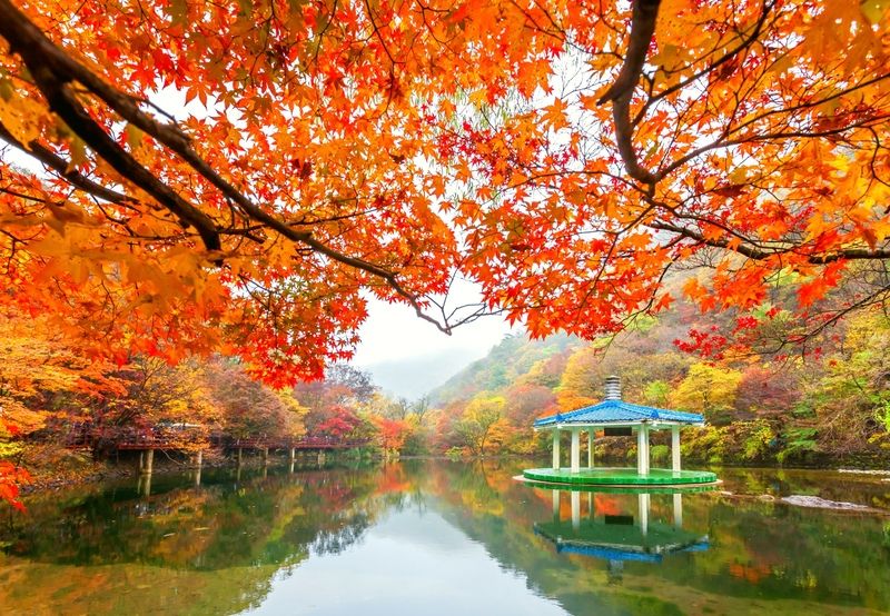 Cảnh quan lá đỏ và lá vàng tuyệt đẹp