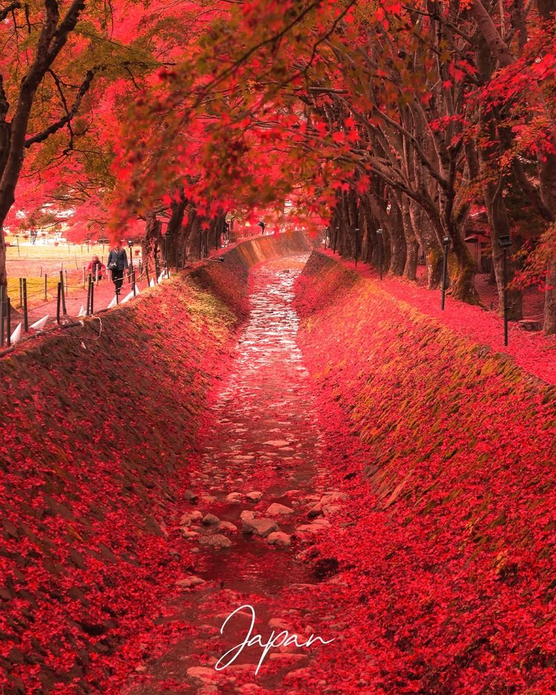 Đường hầm lá phòng Momiji Kairo