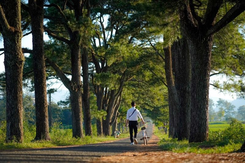 Rặng thông cổ thụ