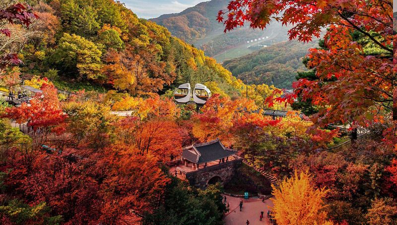 Lễ hội lá đỏ Naejangsan