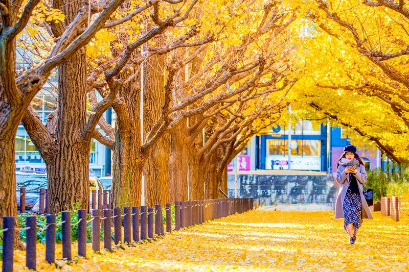 Tokyo – Pha trộn giữa hiện đại và sắc thu