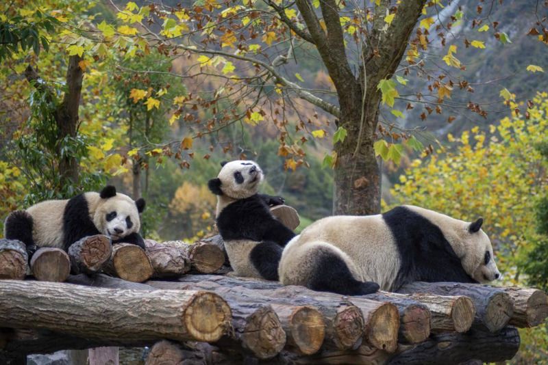 Nên du lịch Thành Đô vào thời điểm nào trong năm?