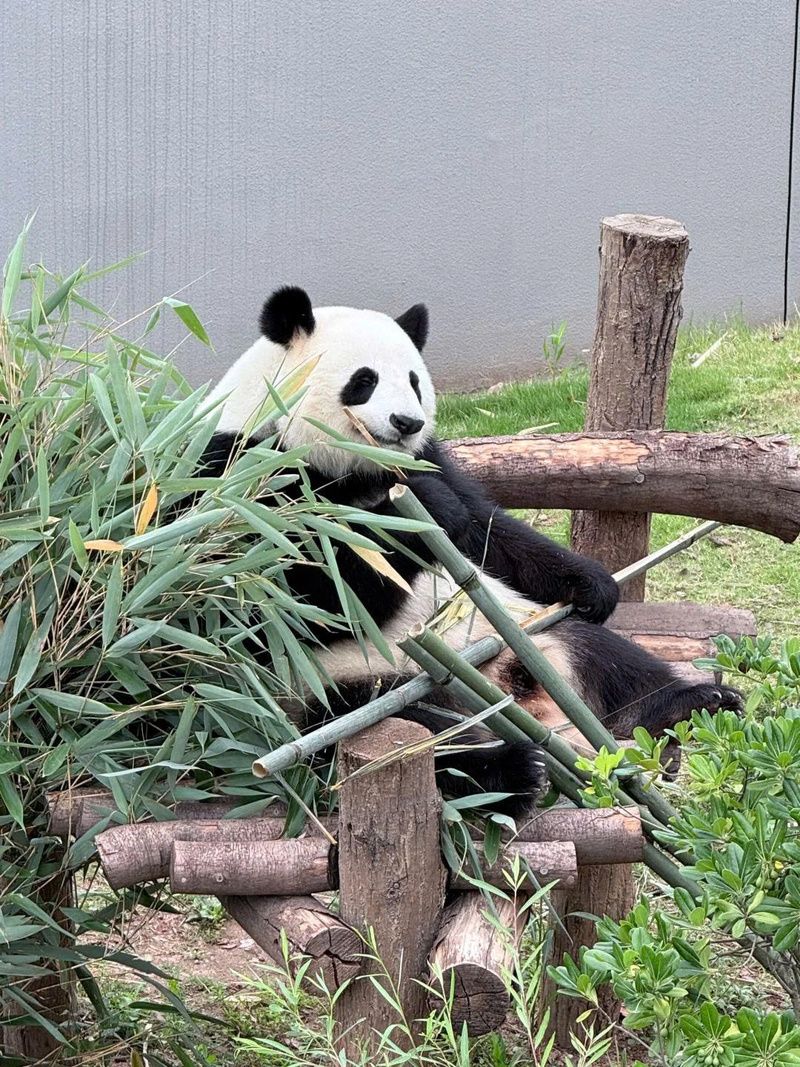 Cơ hội nhìn thấy Gấu trúc ở nhiều độ tuổi