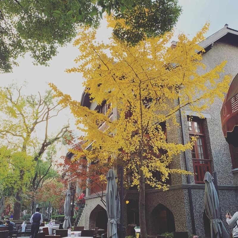 Thượng Hải với lá vàng mùa thu