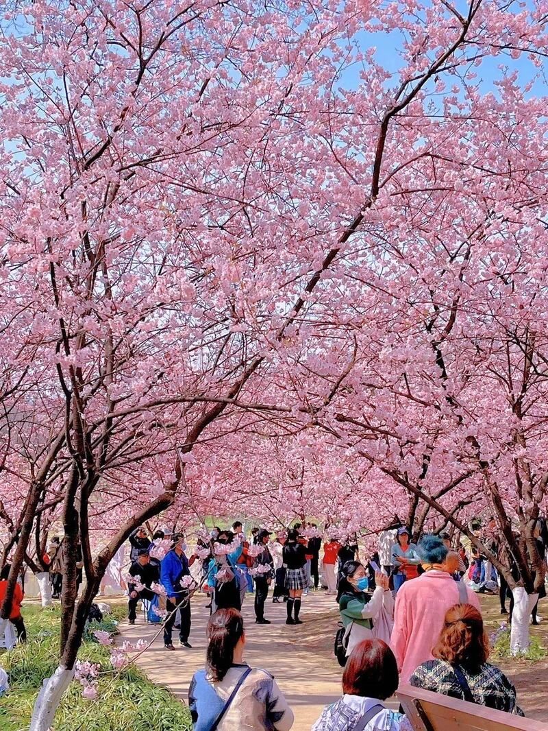 Dịch vụ đa dạng: quán trà, điểm nghỉ chân, chụp ảnh,....