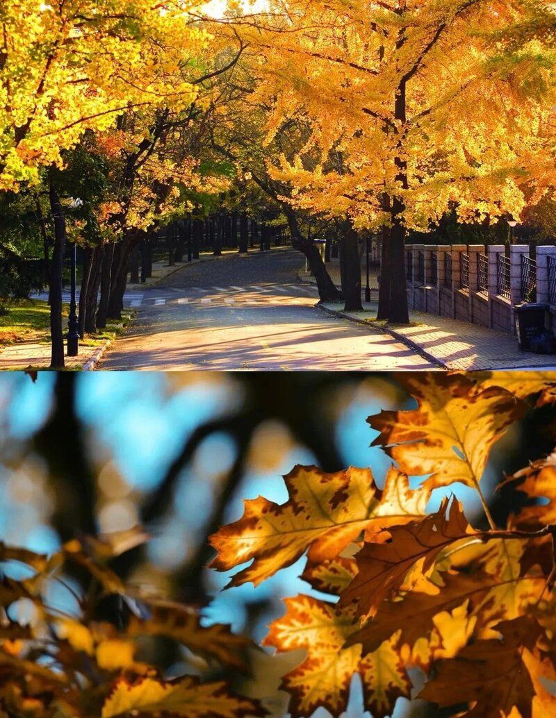 Ngắm lá đỏ ở Bát Đại Quan