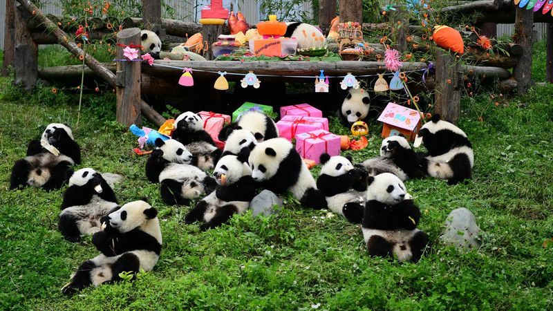 Nên đi Công viên Gấu Trúc Thành Đô vào thời điểm nào?