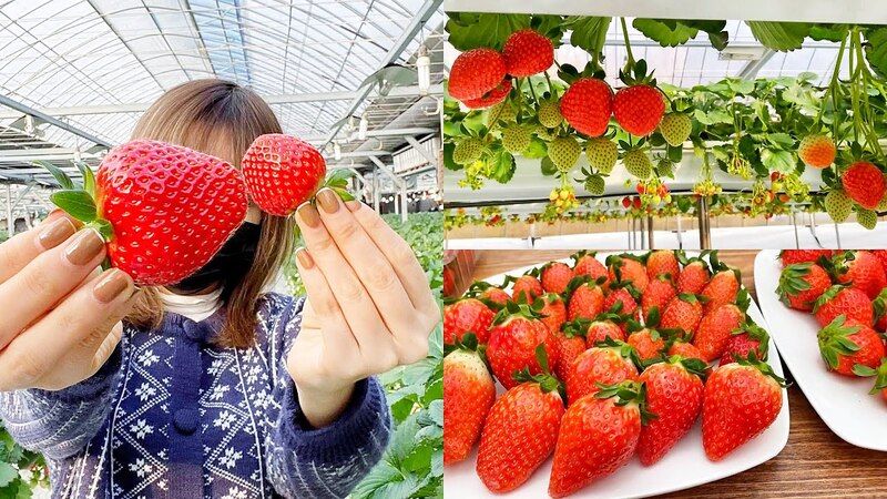 Trải nghiệm hái và thưởng thức dâu tây