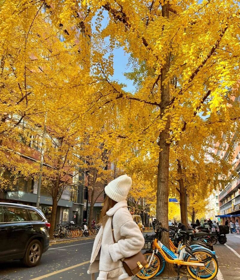 Thời điểm đẹp nhất để du lịch Thượng Hải