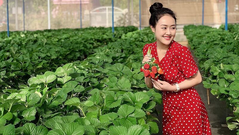 Hái dâu tại nông trại