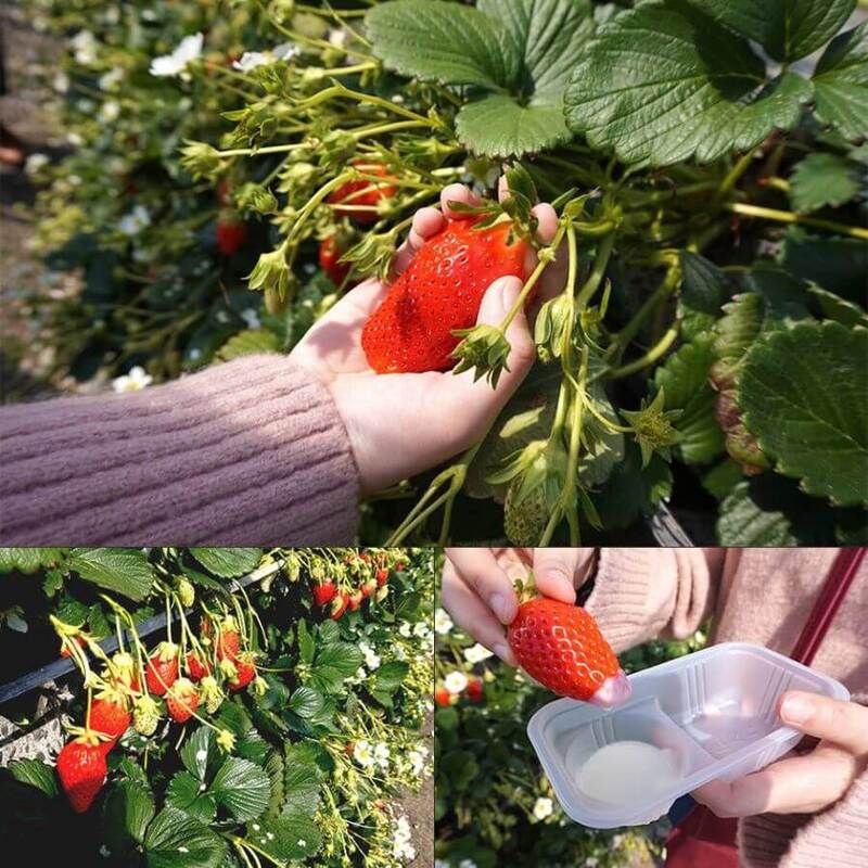 Trải nghiệm hái và thưởng thức dâu tây tại nông trại