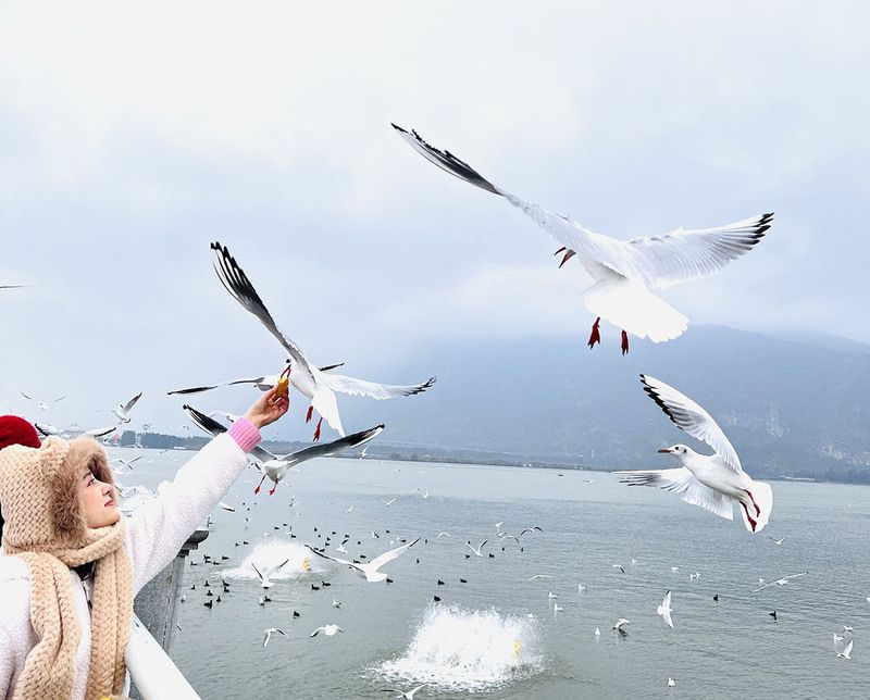 Trải nghiệm đi Phà cho Hải Âu ăn lúc hoàng hôn