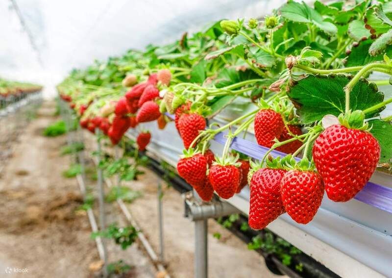 Trải nghiệm hái và thưởng thức dâu tây tại nông trại