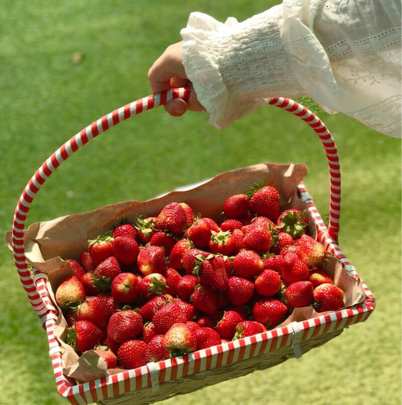 Trải nghiệm hái và thưởng thức dâu tây