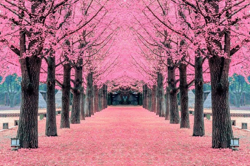 Đảo Nami (Nami Island)