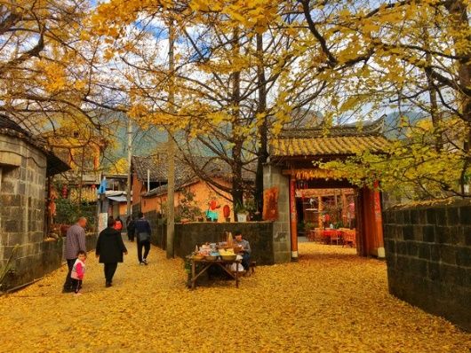 Làng Ngân Hạnh Đằng Xung: Săn sắc vàng rực rỡ Bạch Quả cuối thu